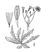 古植物学植物插图:Crepis virens, Smooth hawksbeard