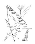 古植物学植物插图:斑鸠、细响尾蛇根