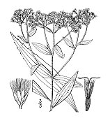 古植物学植物插图:泽兰，高彻底花