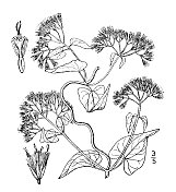 古董植物学植物插图:Willughbaea scandens，攀援大麻