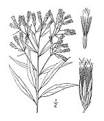古植物学植物插图:Kuhnia eupatorioides，假骨