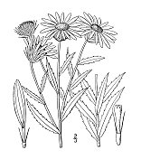古植物学植物插图:叶缘树，窄叶树胶植物