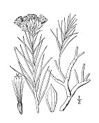 古董植物学插图：Oonopsis Engelmanni，Engelmann's Oonopsis