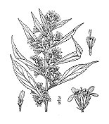 古植物学植物插图:Solidago Curtisii，柯蒂斯的金棒