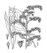 古植物学植物插图:Solidago arguta，切叶金棒