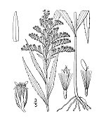 古植物学植物插图:一枝Solidago rupestris, Rock golden rod