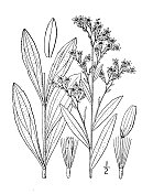 古董植物学植物插图:Solidago mollis，天鹅绒般的金杆