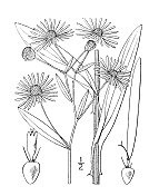 古植物学植物插图:波顿尼亚decurrens，抱叶波顿尼亚