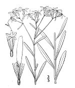 古植物学植物插图:丝瓜属植物，窄叶白顶紫菀