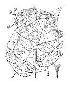 古植物学植物插图:紫苑，庄严紫苑