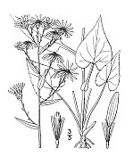 古植物学植物插图:紫菀、波叶紫菀