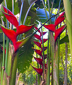 花园里的Heliconia