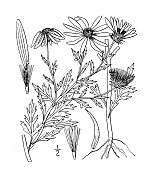 古植物学植物插图:麻花、紫菀