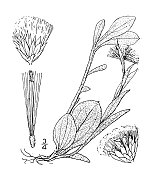 古植物学植物插图:车前草，大蕉叶