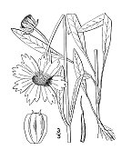 古植物学植物插图:金针莲，蓝丝叶
