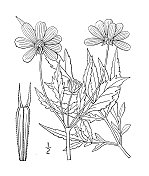 古植物学植物插图:马兜铃草，西花籽向日葵