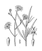 古植物学植物插图:马蹄铁蕨，无棱蕨