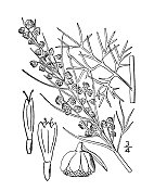 古植物学植物插图:艾叶、南木