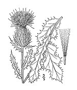 古植物学植物插图:Carduus Hillii, Hill's蓟