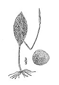 古植物学植物插图:蛇舌蛇舌，蛇舌蛇舌