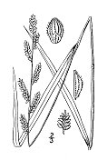 古植物学植物插图:圆锥花序，丛林水稻