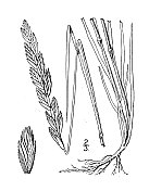 古董植物学植物插图:冰草,海岸麦草 古董植物学植物插图:冰草,海岸麦草