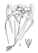 古植物学植物插图:小苞叶露苔草，长苞叶蜘蛛草