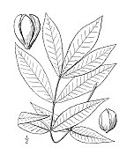 古植物学植物插图:山胡桃、山胡桃