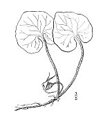 古植物学植物插图:细辛、长尖野姜