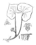 古植物学植物插图:细辛反射，短裂野姜