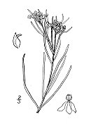古植物学植物插图:Asclepias galioides，马利筋