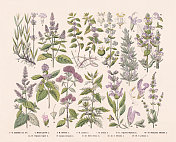 开花植物(被子植物科)，手工彩色木版版画，1887年出版