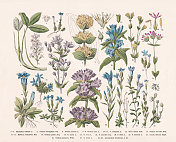 开花植物(被子植物科，龙胆科)手工彩色木版版画，1887年出版