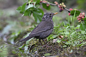 黑鸟（Turdus merula）