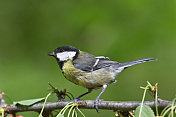 大山雀(Parus major)