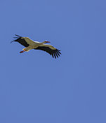 一只白鹳，Ciconia Ciconia，在晴朗的蓝天下飞翔。