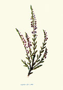 普通的Calluna vulgaris，常见的石南花，ling，植物艺术版画