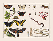 各种无脊椎动物(昆虫、蠕虫、珊瑚)，彩色石刻，1891年出版