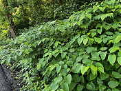 日本紫菀入侵植物物种