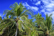 中美洲有椰子的棕榈树