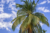 中美洲有椰子的棕榈树