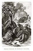 亚达伯拉巨龟的木刻