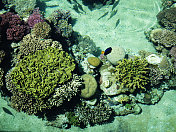 红海的水下珊瑚礁