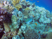 沙姆沙伊赫暗礁中的鱼类