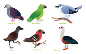 牙买加地图和鸟类