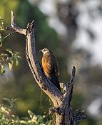 塞内加尔Coucal