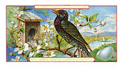 带蛋的椋鸟新艺术插画1899年
