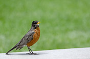 美洲知更鸟，Turdus migratorius