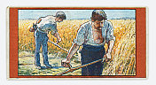 农业农民用镰刀在田间割小麦新艺术插画1899