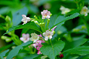 Weigela coraeensis花